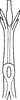 Aedeagus, lateral view on Quaziptus chapini Kramer, 1965: Aedeagus, lateral view (after Kramer, 1965). (Observation).