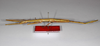 CollectionObject 1557137; b9e8cfd5-2703-4de1-a0f4-5eed5fa3f775: copyright ZMB, Berlin. female, lateral view (syntype). (CollectionObject).;CollectionObject 1557138; 5fc68556-22dd-4594-bd84-d4e4150cbe92: copyright ZMB, Berlin. female, lateral view (syntype). (CollectionObject).