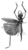 Fig. 2 a. female, dorsal view (tegmen length 27 mm, hind femur 19 mm, ovipositor 14 mm). Depicts Dicranostomus monoceros Dohrn, 1888, an Otu.