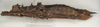 CollectionObject 1577050; 81ec4be9-24a2-4bfe-8abb-df410298d484: copyright ZIN St. Petersburg. female, lateral view (paratype). (CollectionObject).;CollectionObject 1577051; 4cf9588e-6dd4-4039-86a3-4a6a7c57cbb0: copyright ZIN St. Petersburg. female, lateral view (paratype). (CollectionObject).