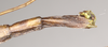 CollectionObject 1559548; NHMUK(SF IMPORT DUPLICATE) 844767, b87e6220-e950-4b3b-ae28-ae4490bb440a: copyright Natural History Museum, London. female: end of abdomen, ventral view of Lopaphus langkawicus (paratype). (CollectionObject).