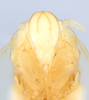 Head: (Observation).