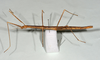 CollectionObject 1557242; a1cb9fff-47d6-4808-ab22-33d14a292051: copyright MONZ, Wellington. female, lateral view (holotype). (CollectionObject).