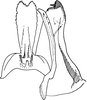 Aedeagus, ventral view: !! display not done !! on Tataka boulardi Dworakowska, 1974: Aedeagus, ventral view. (Observation).