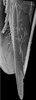 Ovipositor: !! display not done !! on Bonamus lineatus Oman, 1938: female pygofer and ovipositor. (Observation).