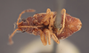 CollectionObject 1600172; ad601ef5-c967-4633-ad54-404fabb9e278: Rhyparochromus (Plociomerus) foedus LECTOTYPE (SMNH) - (CC BY-NC 3.0) - Photo by Gunvi Lindberg. (CollectionObject).