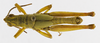 CollectionObject 1523757; 0b84d12b-faa0-4d86-9185-d8a26fe042f9: male, dorsal view (holotype). (CollectionObject).