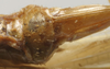 CollectionObject 1535910; 48200d88-1bdc-40b9-8dd7-df7597dff9b4: female subgenital plate (paralectotype of Xiphidiopsis mitrata) [Gonamytta occidentalis accoding to Paris 1994]. (CollectionObject).
