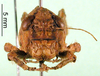 CollectionObject 1501092; c9185c61-5eb2-43ee-874c-392baa969405: female, frontal view (syntype). (CollectionObject).