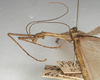 CollectionObject 1562041; NMW 1067, a3f34c3a-d151-4d60-bc9d-6a990a290505: copyright NMW, Vienna. male: head and thorax, lateral view (holotype). (CollectionObject).
