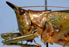 CollectionObject 1568326; b6bc15c5-fcac-43d0-932b-0f8cc2bfed41: female, head and pronotum, lateral view (paratype). (CollectionObject).