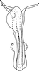 Aedeagus, ventral view on Shamala (Shamala) grandis Dworakowska, 1981: Aedeagus, ventral view. (Observation).