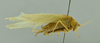CollectionObject 1532151; 355ffb2f-cc20-4602-95a1-8f3e1b05cf6f, NMW No. 371: male habitus, lateral view (syntype). (CollectionObject).