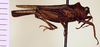CollectionObject 1523093; 91b6c11a-ed19-404d-a43a-e9eedd9379af, ANSPType No. 5476: (CollectionObject).
