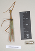 CollectionObject 1559692; NHMUK(SF IMPORT DUPLICATE) 844779, 844782, 19ccff8f-7a12-4a12-ad5a-9aed6127a58f: copyright Natural History Museum, London. male of synonym Necroscia marmessus (paralectotype). (CollectionObject).