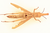CollectionObject 1518647; 7d7b6bb2-6f52-4b1b-b281-e5a6304efe06, NHMUK015982236: female, dorsal view (holotype). (CollectionObject).