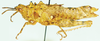 Phymella capensis Uvarov, 1922: female, lateral view. (Otu).