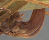 CollectionObject 1506524; 8fc98249-1839-460e-be73-9bf12a135bb1: female ovipositor (syntype). (CollectionObject).