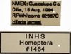 Other on Athysanella (Athysanella) magdalena Baker, 1898: Labels - Female. Labels for the female specimen. (Observation).