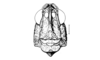 Crites prestoni Rehn, 1942: Fig. 145. male head, frontal view. (Otu).