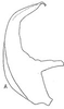 Aedeagus, lateral view: Aedeagus, lateral view. (Observation).