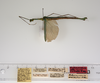CollectionObject 1579395; 60bdcca9-f270-4b72-9239-3fb26c2b85b3: copyright ZMUH, Hamburg. male, lateral view (paratype). (CollectionObject).