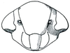 Head: !! display not done !! on Limotettix Sahlberg, 1871: Limotettix striolus, face. (Observation).