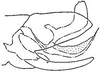 Pygofer, lateral view: !! display not done !! on Arundanus flavotinctus (DeLong, 1916): genital capsule, laterally. (Observation).