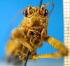 CollectionObject 1567130; 94190fb4-3df6-4b17-afd8-74e3db592abd: female, frontal view. (CollectionObject).