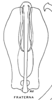 Aedeagus, ventral view: !! display not done !! on Prairiana fraterna (Spångberg, 1878): (Observation).