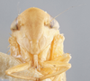 Head: !! display not done !! on Chlorotettix lusorius (Osborn & Ball, 1897): Head/Face. (Observation).