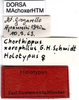CollectionObject 1521408; f525e81a-1efe-4ec5-ae26-8cff078113a7: labels (holotype of Chorthippus xerophilus). (CollectionObject).