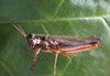 Dichroplus fuscus (Thunberg, 1815): female. (Otu).