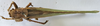 CollectionObject 1539809; ef41b6e2-a6df-478b-80bd-3eb0c35b0235: female dorsal (holotype of Tettigonia longealata). (CollectionObject).