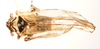 Habitus, dorsal view: !! display not done !! on Nothodelphax lineatipes (Van Duzee, 1897): (Observation).