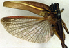 CollectionObject 1500586; 14a52cef-cf81-4732-8221-9f3b2e1ef18f, DORSA BTpoestrS02: male, dorsal view (syntype). (CollectionObject).