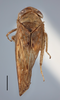 Habitus, dorsal view on Dagama maculata (Linnavuori, 1961) now Dagama capensis (Walker, 1851): (Observation).