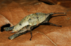Xyronotus aztecus Saussure, 1884: female. (Otu).