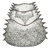 Arachnacris tenuipes Giebel, 1861: Fig. 63. male pronotum (18-18.5 mm) (Macrolyristes imperator). (Otu).