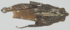 CollectionObject 1580734; f9a96e3b-f1d2-42d4-a446-ca0722c4e779: male, dorsal view (paratype). (CollectionObject).