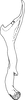 Stylus: !! display not done !! on Thaia (Thaia) confusa Dworakowska, 1976: Stylus. (Observation).