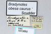 CollectionObject 2870544; b49be517-603e-407e-ae5e-0c470ef88558, CNCI 1013692: Bradynotes obesa caurus. (CollectionObject).