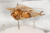 CollectionObject 1475028; c1b5666e-5796-468f-96e3-c976934aef77: male, lateral view (syntype). (CollectionObject).