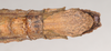 CollectionObject 1562096; NHMUK(SF IMPORT DUPLICATE) 845197, 56cb4537-0d46-4bce-8215-1ad3f1ce4115: copyright Natural History Museum, London. female: end of abdomen, ventral view (holotype). (CollectionObject).