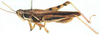 Hadrolecocatantops glauningi (Ramme, 1929): male, lateral view. (Otu).