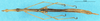 CollectionObject 1507040; e2539804-4afd-4fb8-b36f-a9541aaf6800: male, dorsal view (holotype). (CollectionObject).