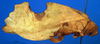 CollectionObject 1530854; f5fe5583-7ca2-43fa-9cdb-6d2a58efc4a0: female, lateral view (paratype). (CollectionObject).
