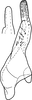 Stylus on Drabescus vilbastei Zhang & Webb, 1996: Stylus. (Observation).