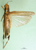 CollectionObject 1501341; e8f73a78-2f9e-4e7d-897b-ca6b029b838b, MfN 7854: female, dorsal view (holotype of Gymnobothrus emini). (CollectionObject).
