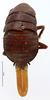 CollectionObject 1587446; MNHN(SF IMPORT DUPLICATE) MNHN-EP-EP904, 8b78038a-25d1-4bf1-96de-1135da7d7543: CC BY-NC-ND 4.0/MNHN - Depraetere Marion - 2014. Non type, female. Specimen number: MNHN-EP-EP904. http://coldb.mnhn.fr/catalognumber/mnhn/ep/ep904. (CollectionObject).